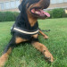 X_BoSniaN_BuLL_x