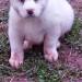 Mahir