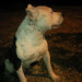 Pitbullringo